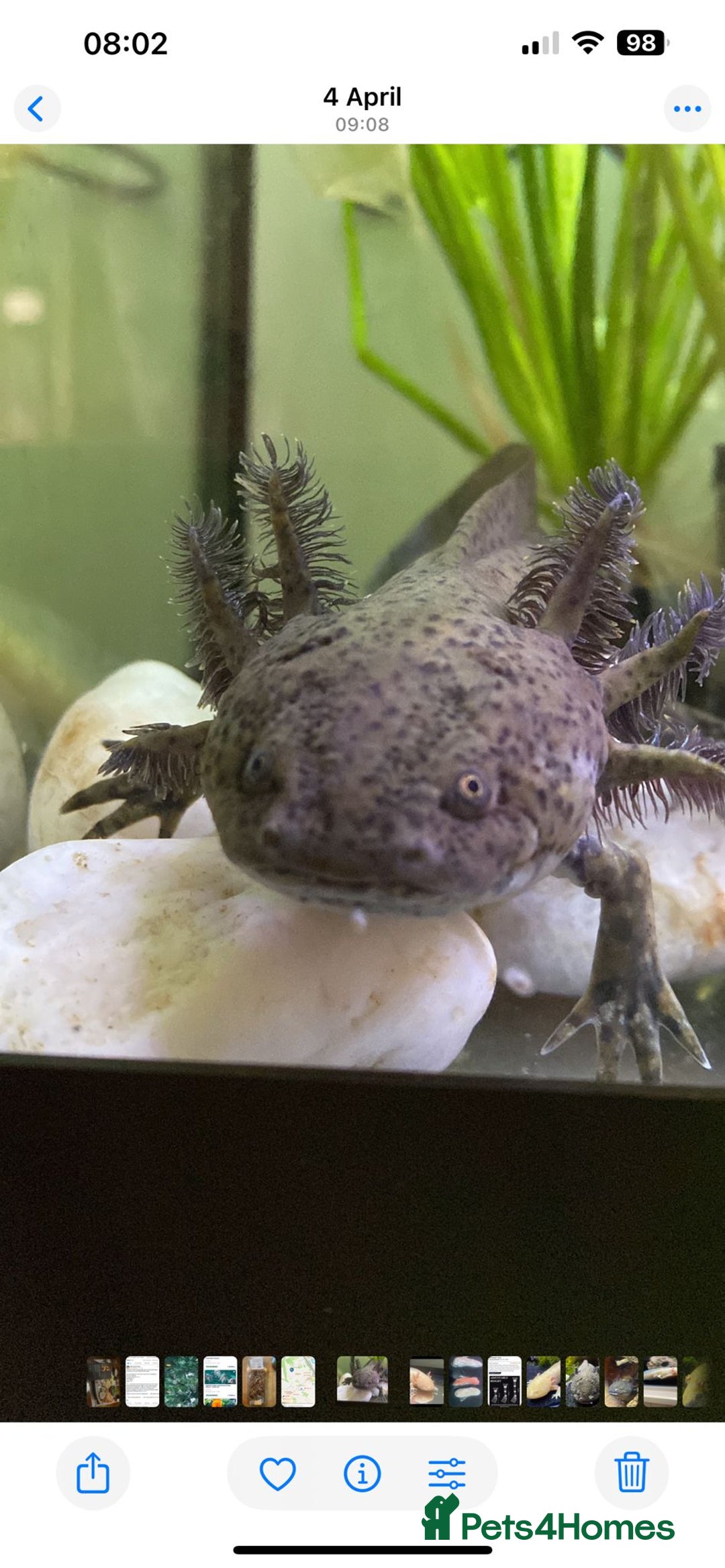 Axolotl reptiles for sale: Adult axolotls & wild babies  - Image 6