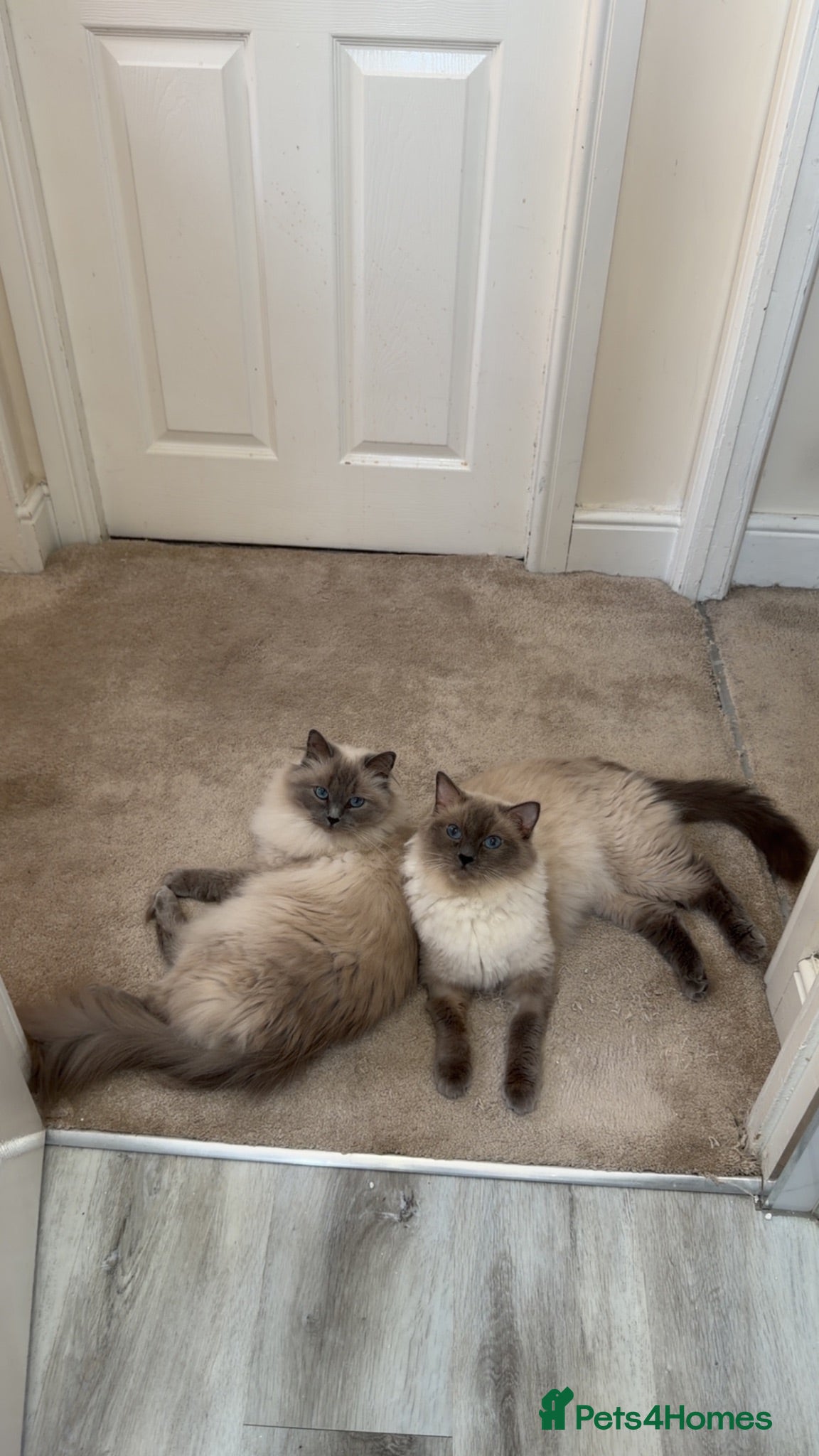 Ragdoll cats Ragdoll blue point  - Advert 1