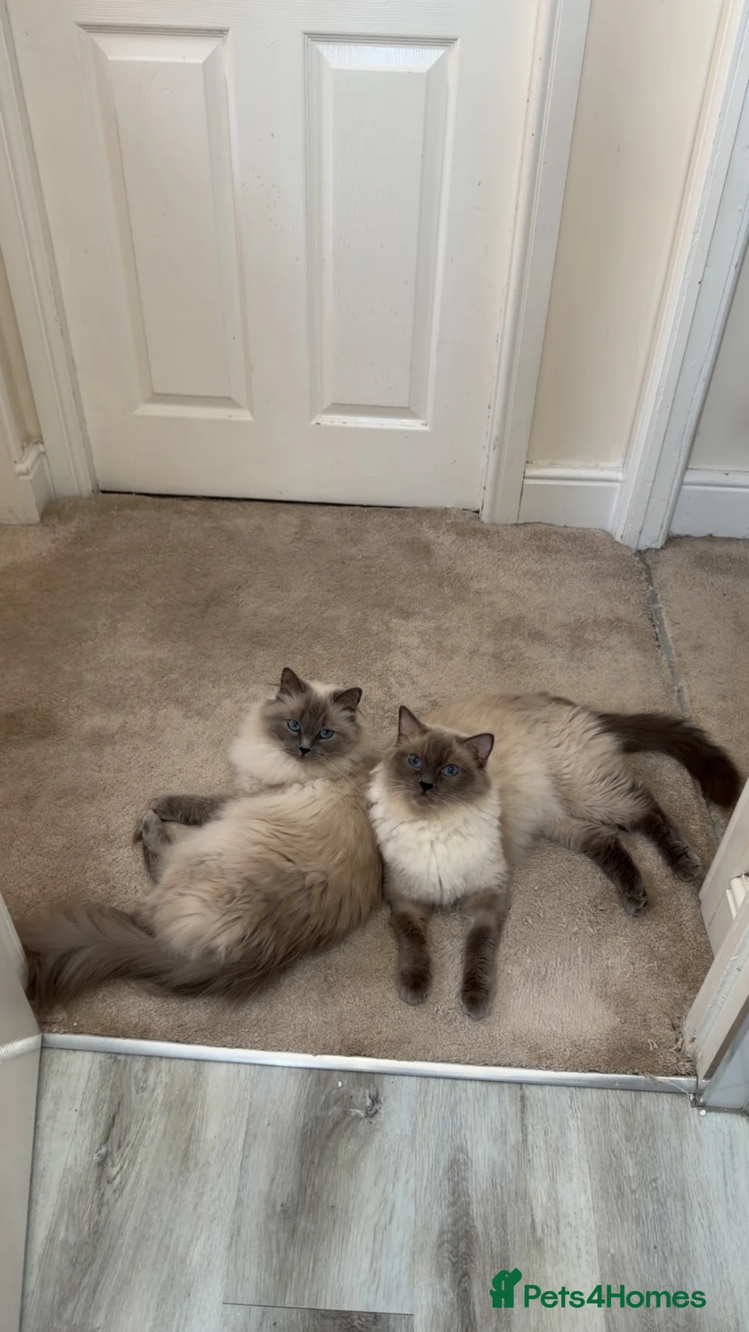 Ragdoll cats for sale: Ragdoll blue point  - Advert 1