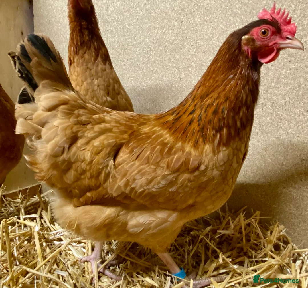 Chickens poultry for sale: Rhode Island Red x Light Sussex POL - Advert 11