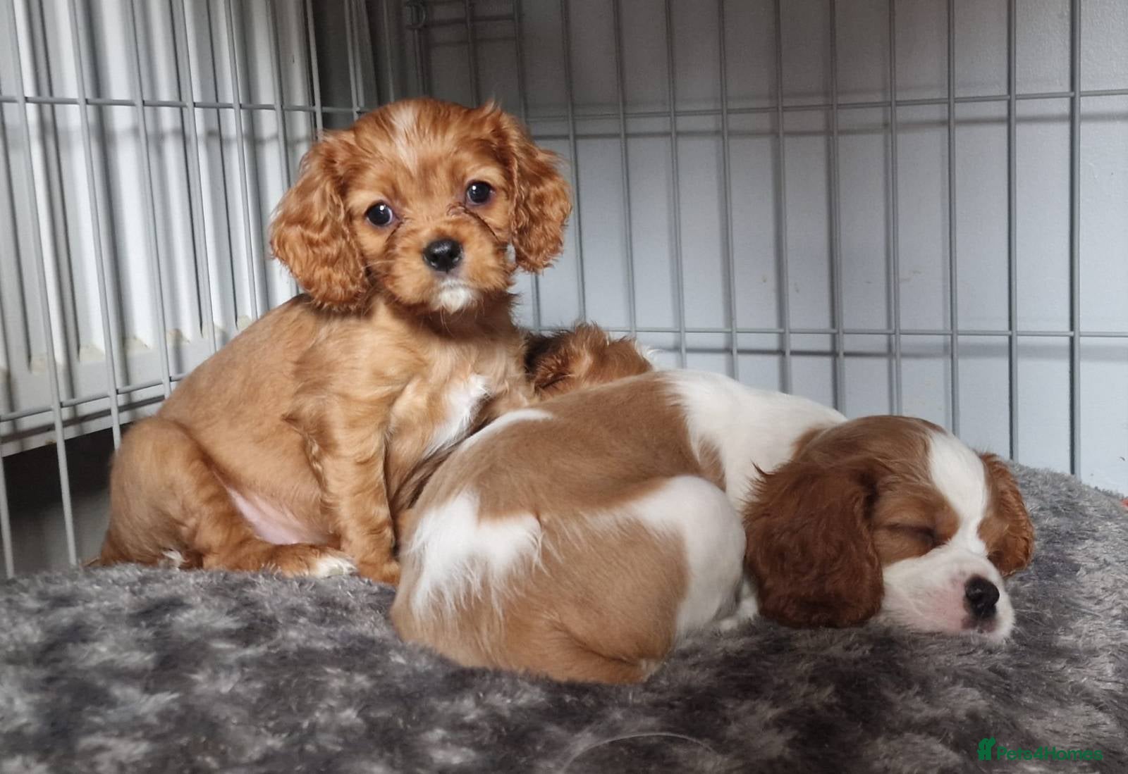 Cavalier King Charles Spaniel dogs Beautiful cavalier king Charles pups born 24/12 - Advert 7