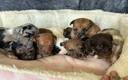 Jack Russell dogs for sale: Beautiful Rare Merle Mini Jack Russell Puppies  - Image 12