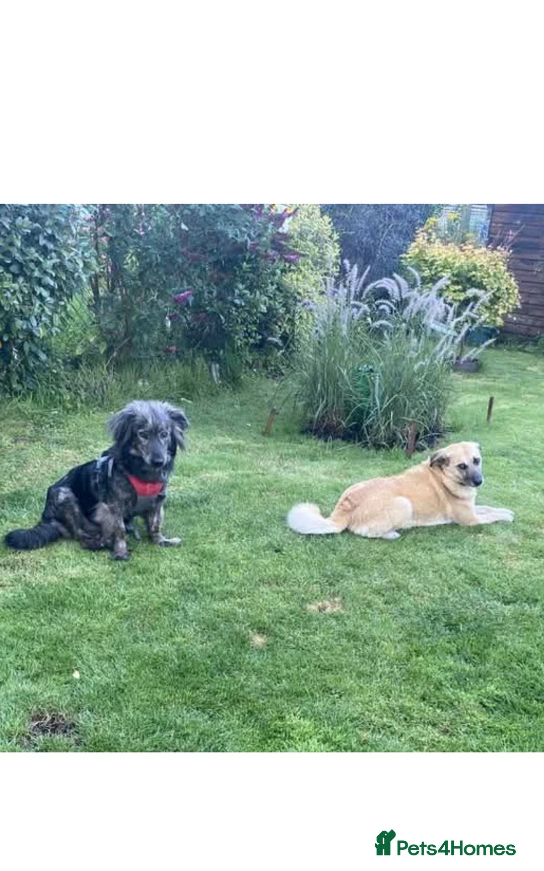 Mixed Breed dogs for adoption: Meet Sweety! - Advert 3