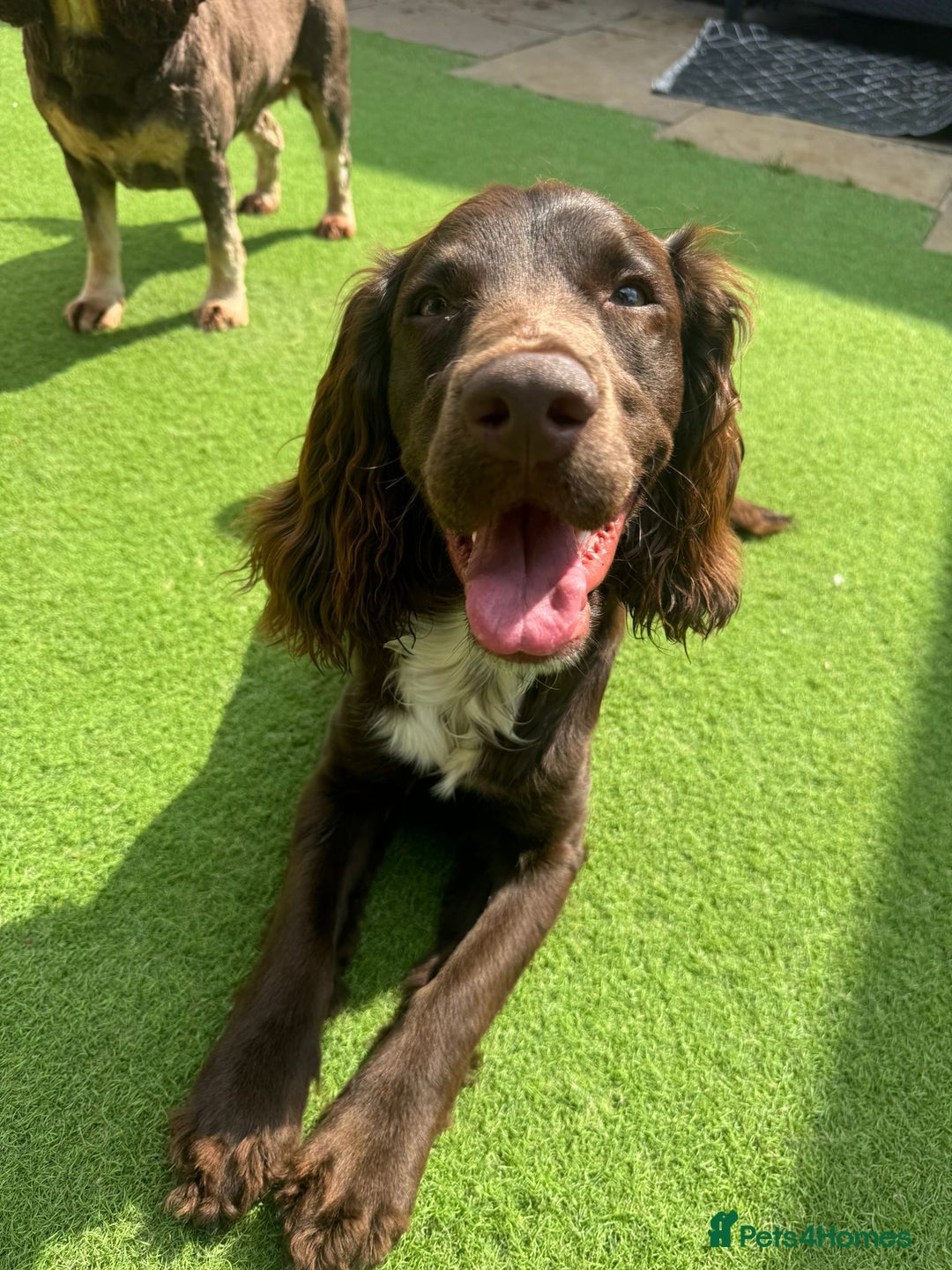 Sprocker dogs for stud: Stunning Cocker Spaniel Cross for Stud  - Image 27