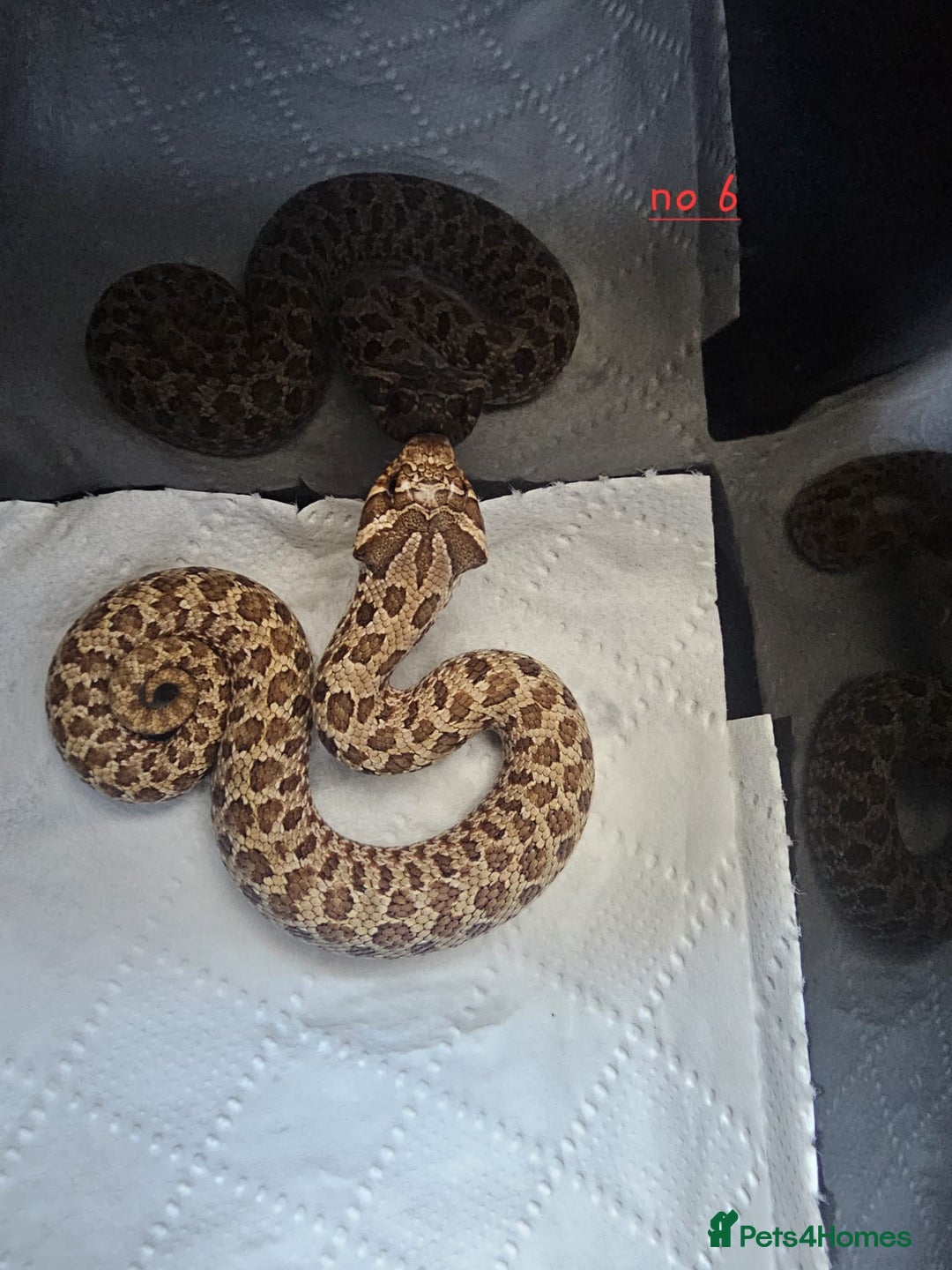 Snake reptiles for sale: Western Hognose Snakes Cb25 - Image 8