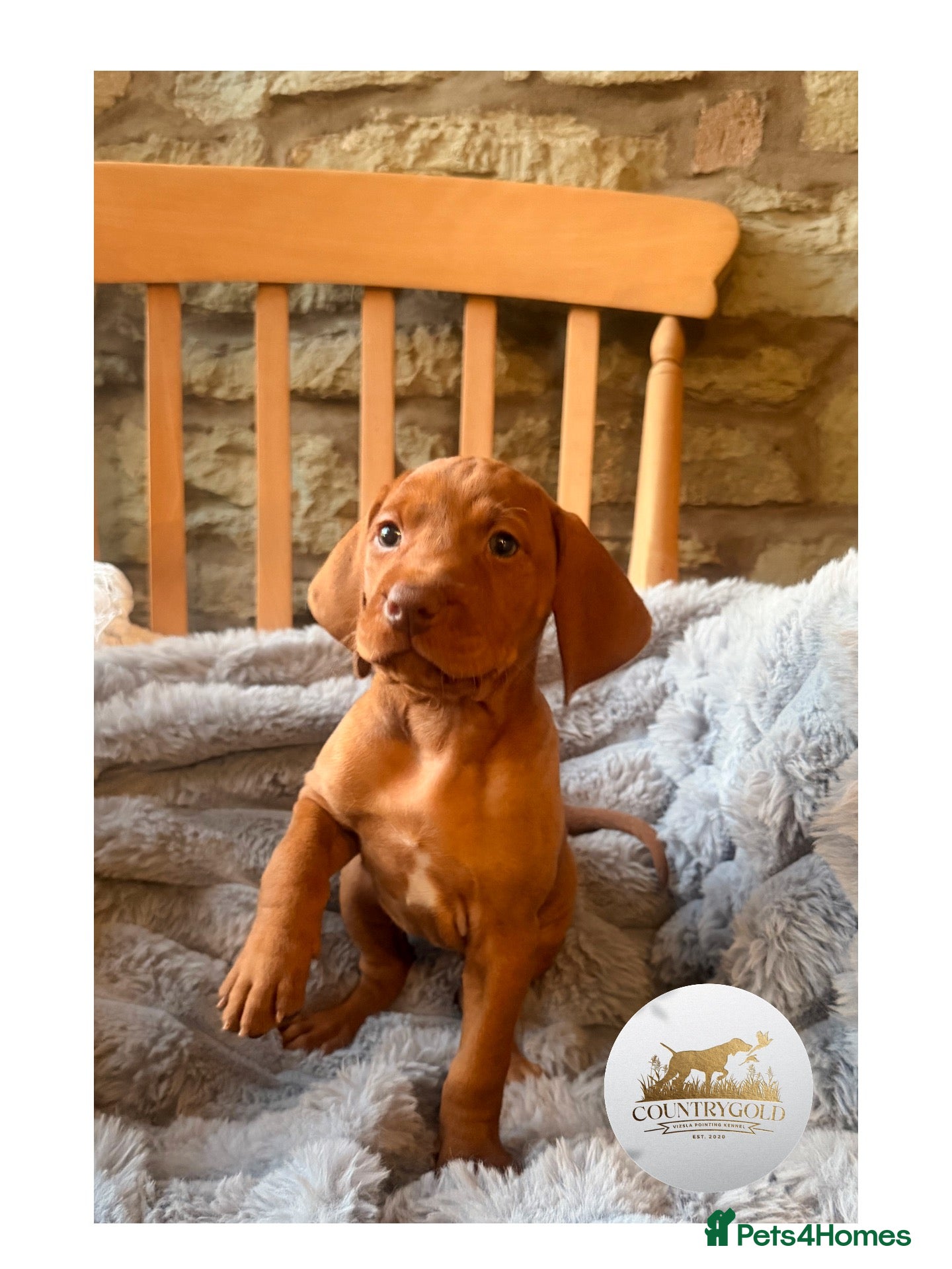 Hungarian Vizsla dogs CH SHOW & FIELD TRIAL COUNTRYGOLD VIZSLAS - Advert 1