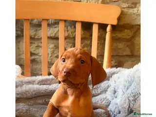 Hungarian Vizsla dogs CH SHOW & FIELD TRIAL COUNTRYGOLD VIZSLAS - Advert 1