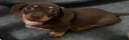 Miniature Dachshund dogs for sale: Stunning Miniature Dachshund Babies 💙🩷🩷🩷 - Advert 7