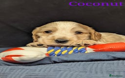 Cocker Spaniel dogs for sale: Show cockers - Image 26
