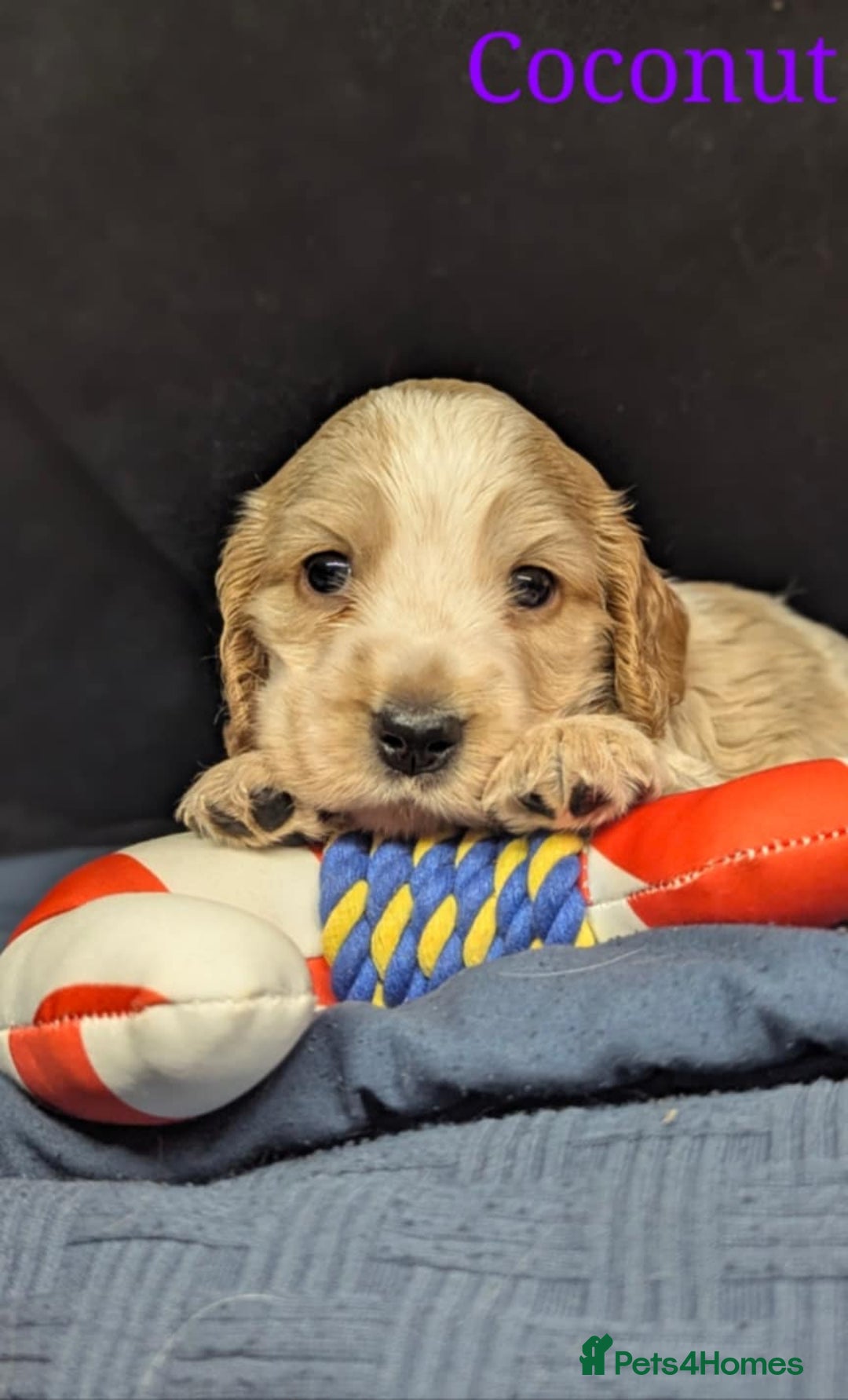 Cocker Spaniel dogs for sale: Show cockers - Image 26