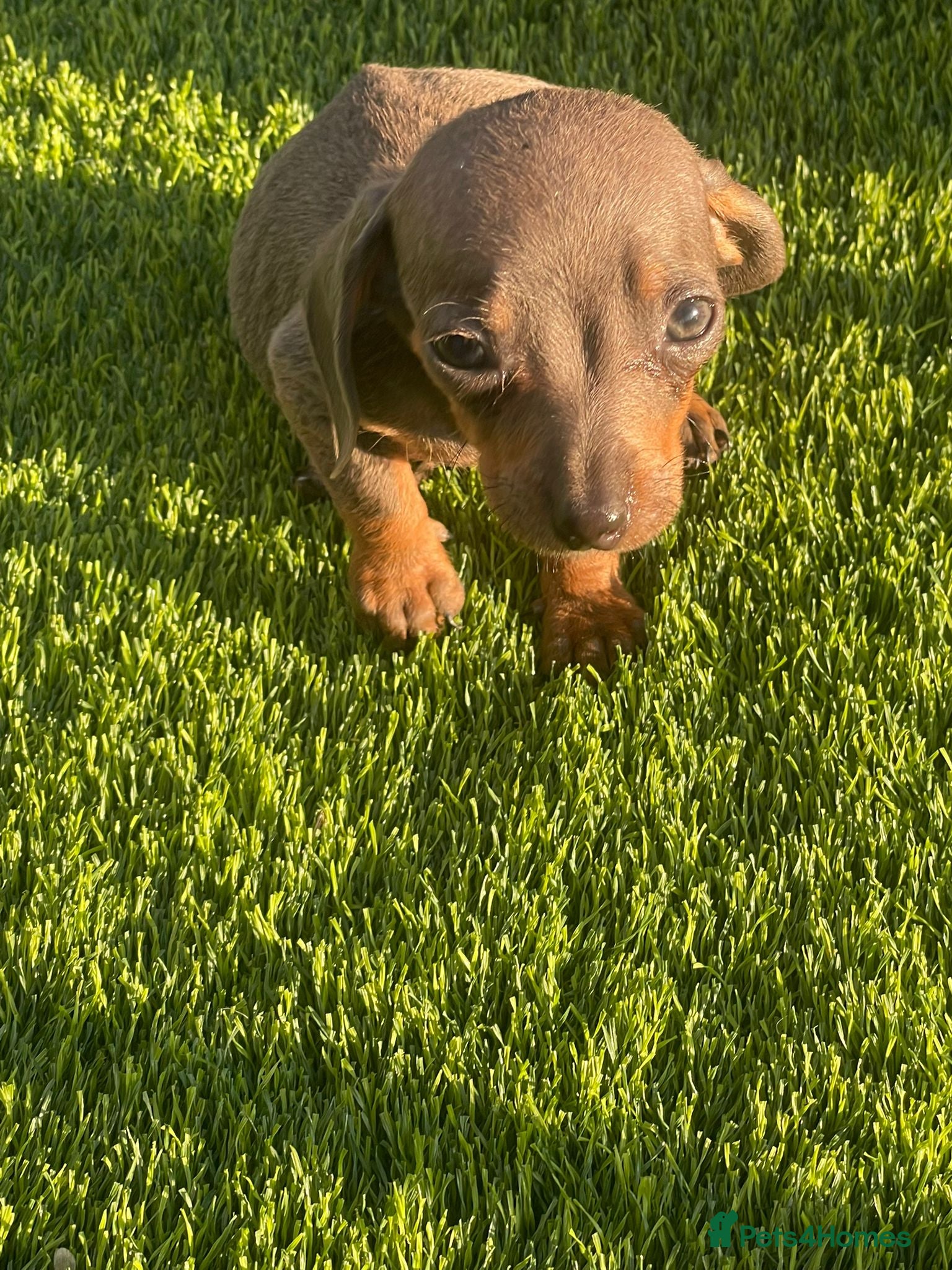 Miniature Dachshund dogs Smooth Haired Miniature Dachshund Puppies for Sale - Advert 11