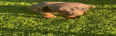Miniature Dachshund 2