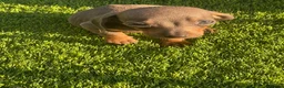 Miniature Dachshund dogs for sale: Smooth Haired Miniature Dachshund Puppies for Sale - Advert 1