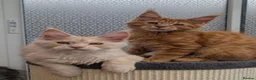 Maine Coon cats for sale: Stunning Tica registered Maine coons - Advert 23