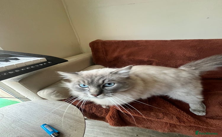 Ragdoll cats - Advert 8
