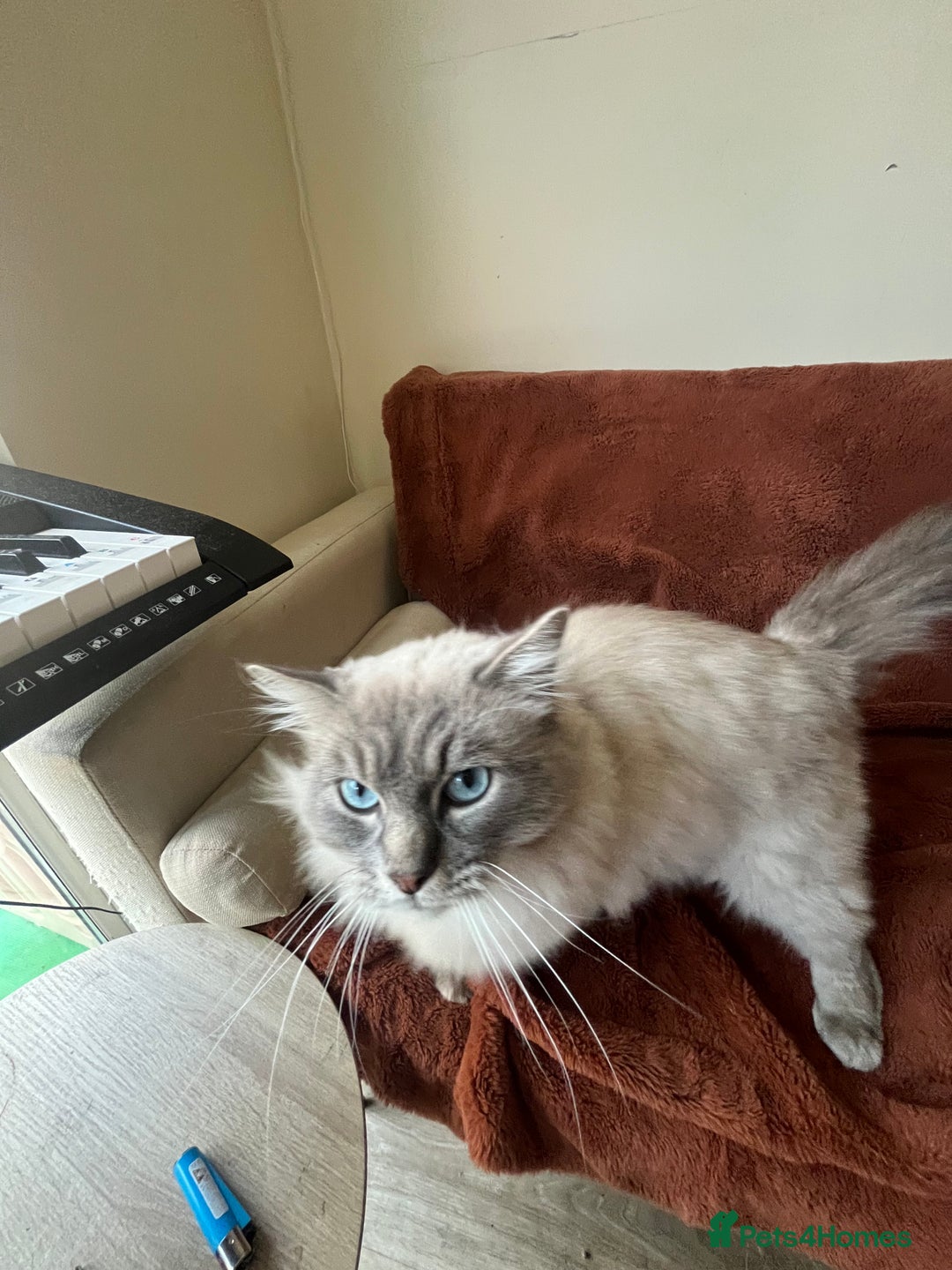 Ragdoll cats for sale: Buttons pure ragdoll - Image 1