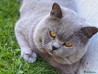British Shorthair cats in Derby - Advert 3