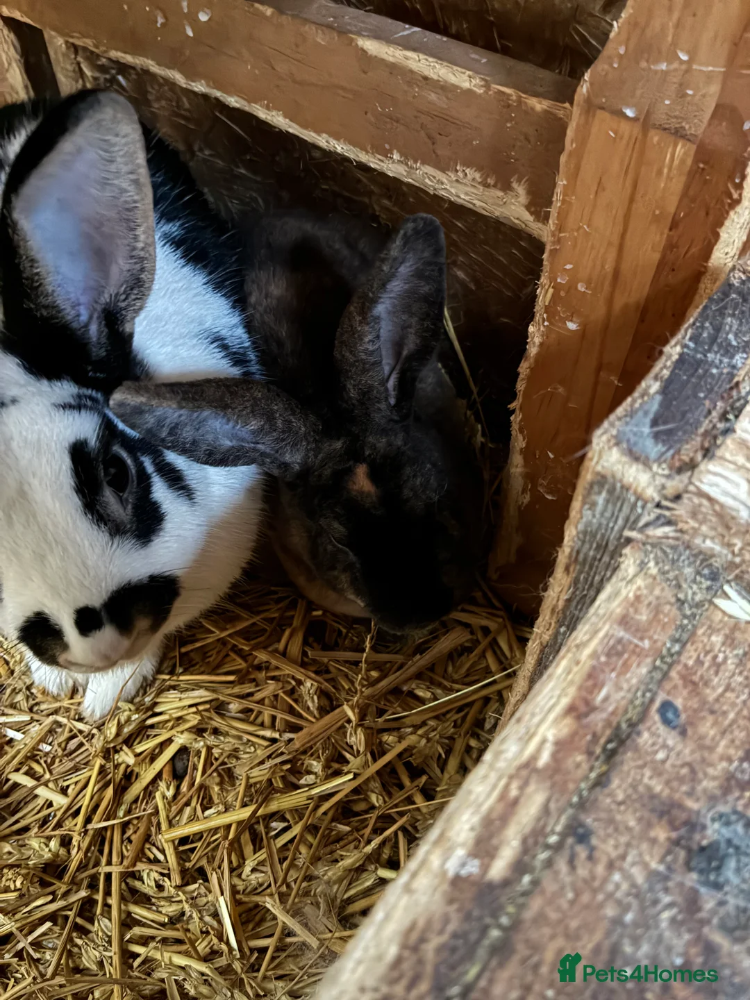 Mixed Breed rabbits for sale: Very friendly Rex, velvet & mixed bunnies  - Advert 9