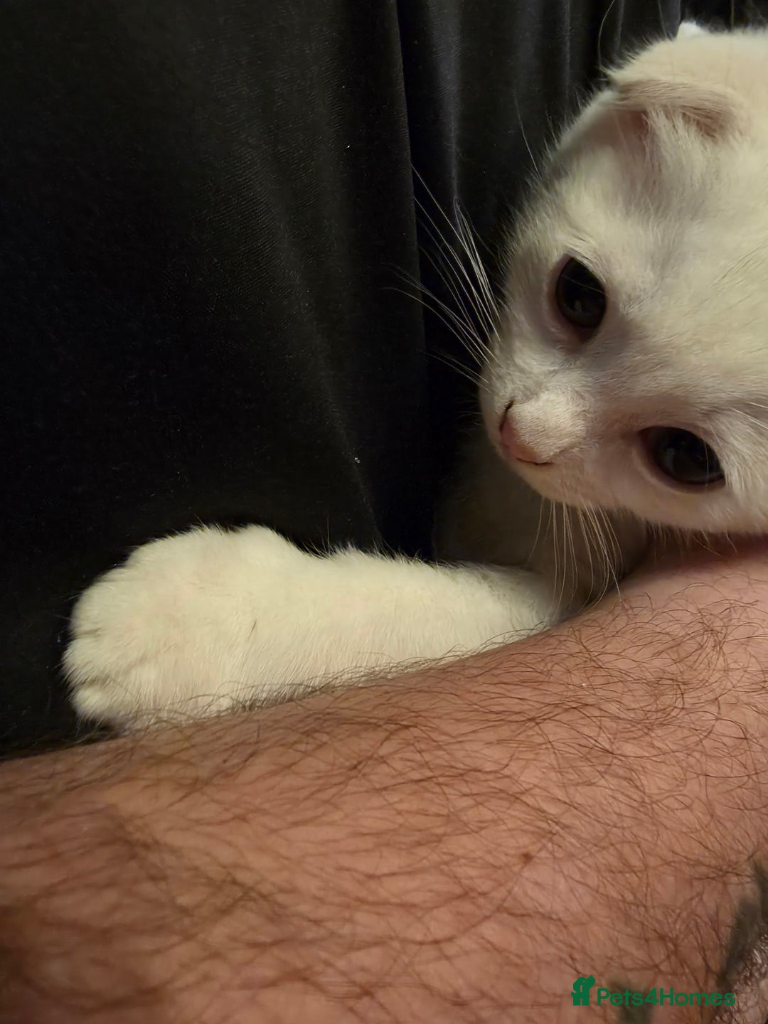 Mixed Breed cats for sale: Scottish fold x maine coon - Advert 5