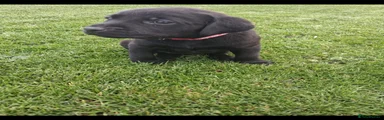Labrador Retriever 9
