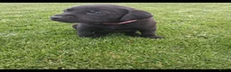 Labrador Retriever dogs for sale: LABRADOR PUPS. KC REG & COUNCIL LICENSED. 0%ROI - Advert 4