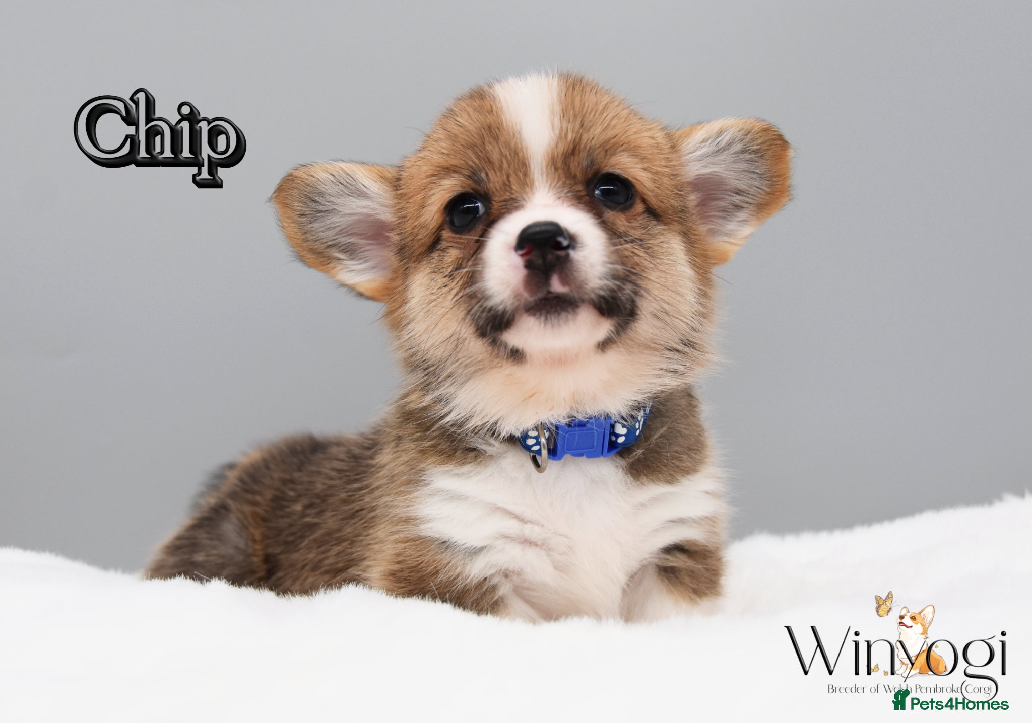 Welsh Corgi Pembroke dogs Absolutely Stunning KC WPC Puppies  - Advert 5