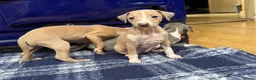 Italian Greyhound dogs for sale: The Most AMAZING colours! - Advert 18