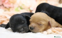 Cavapoo dogs for sale: Health Tested Cavapoo Puppies - Image 17