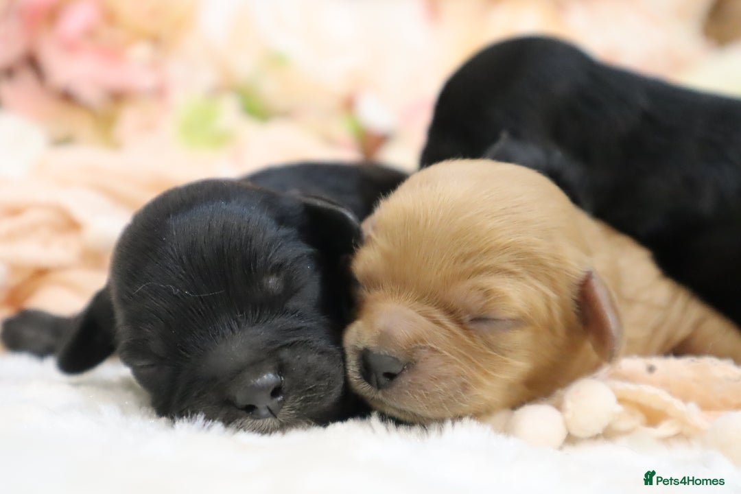 Cavapoo dogs for sale: Health Tested Cavapoo Puppies - Image 17