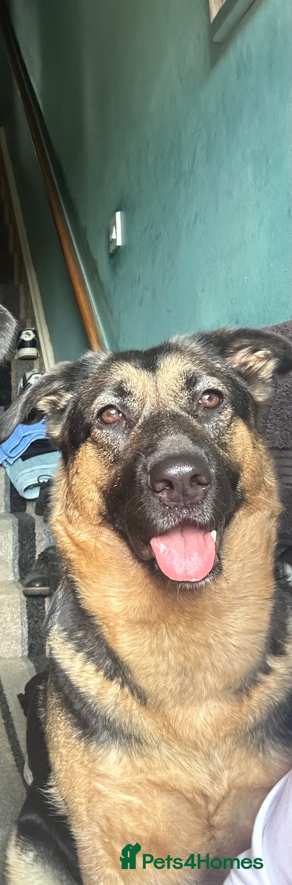 Mixed Breed dogs GSP x5  - Advert 1