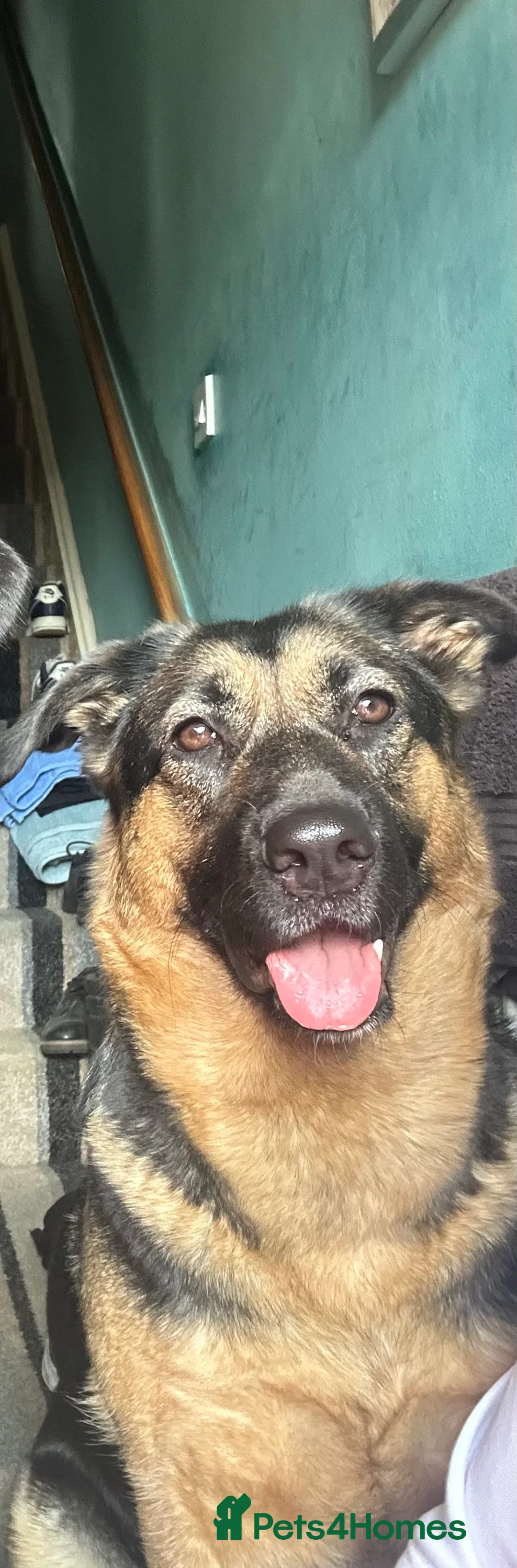 Mixed Breed dogs for sale: GSP x5 Available 27th Feb.  - Advert 1