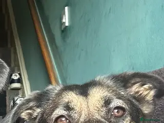 Mixed Breed dogs GSP x5 - Advert 1