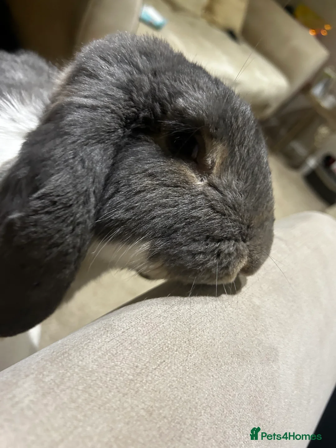 French Lop rabbits for sale: Vaccinated male French Lop  - Advert 3