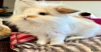 Mini Lop rabbits - Advert 7