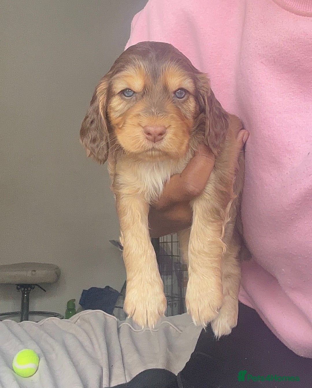 Cockapoo dogs for sale: Beautiful Cockerpoo puppies - Image 14