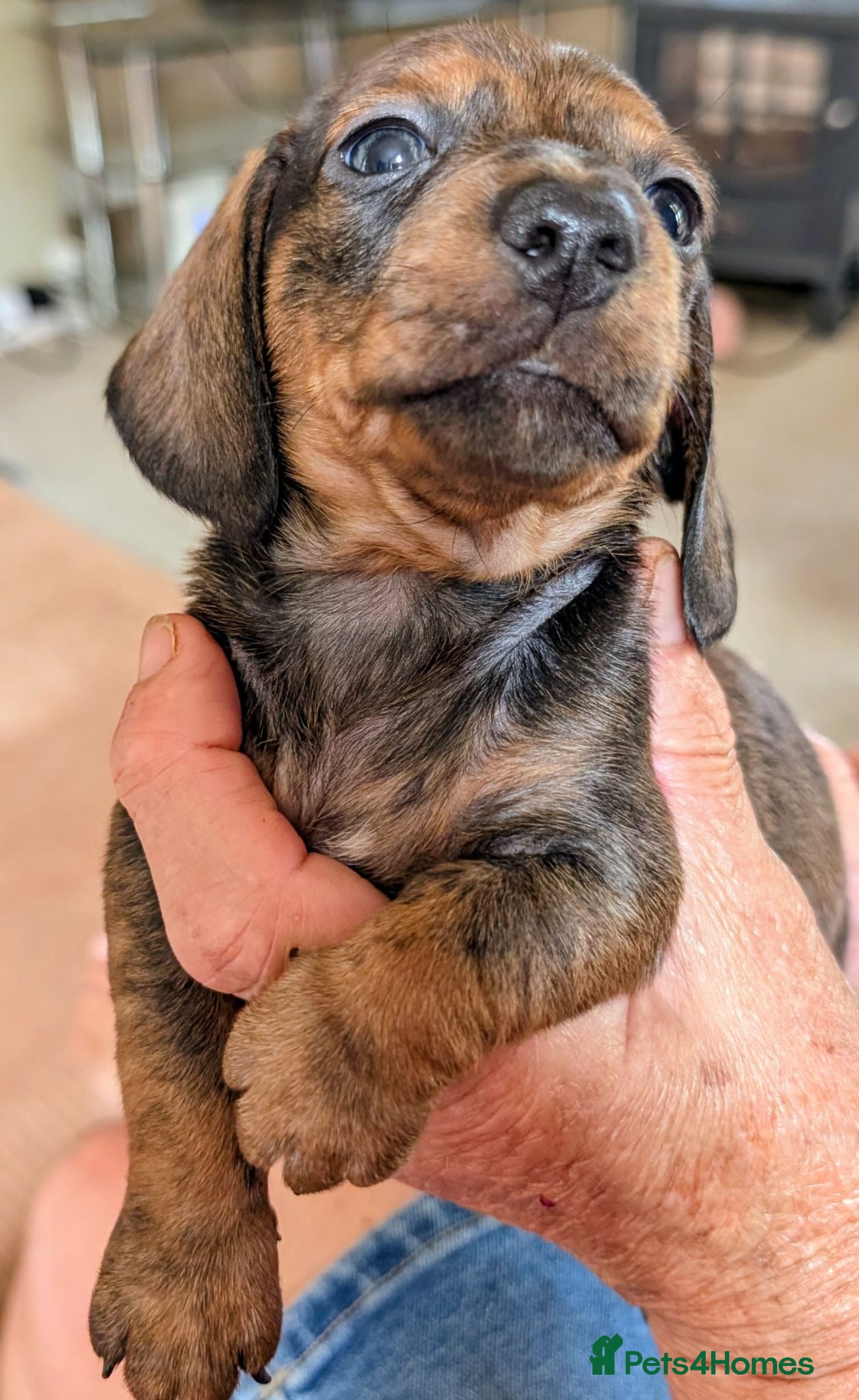 Miniature Dachshund dogs Miniature Dachshund  - Advert 2
