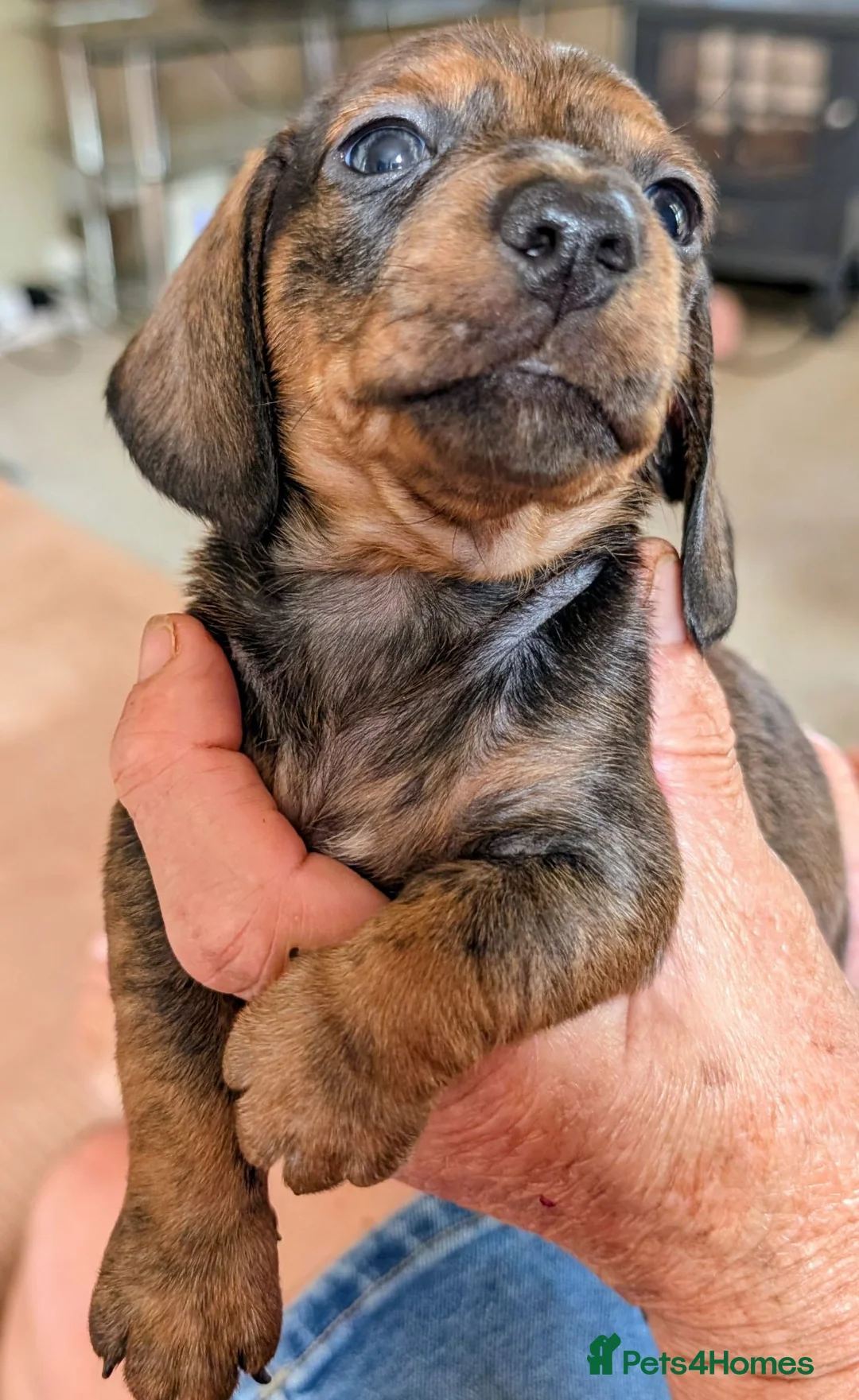 Miniature Dachshund dogs for sale: Miniature Dachshund  - Advert 2