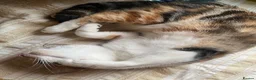 British Shorthair cats for sale: 2 year old Calico - Advert 11