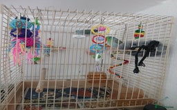 Parrots birds for sale: Bonding pair of parrotlets and conures  - Image 4