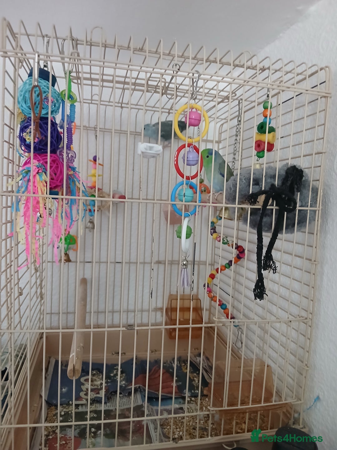 Parrots birds for sale: Bonding pair of parrotlets and conures  - Image 4