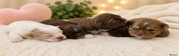 Shih Tzu dogs for sale: Chocolate Shih Tzu Puppies Ready June - Advert 4