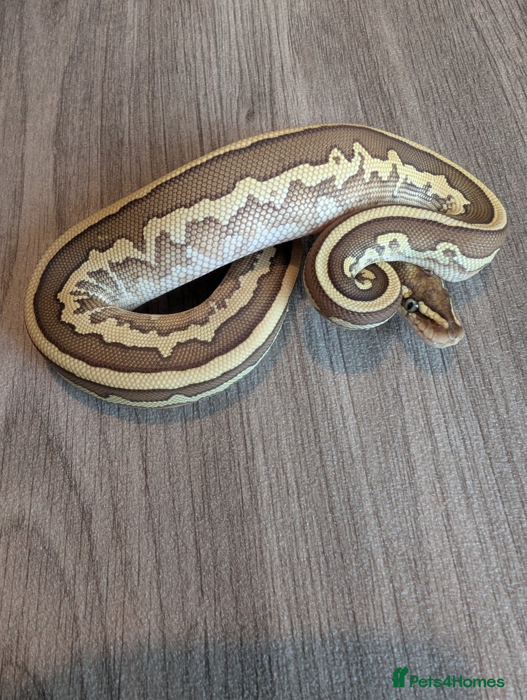 Python Snake reptiles for sale: Royal pythons - Advert 10