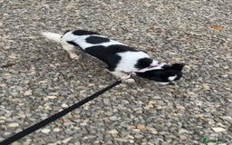 Chihuahua dogs for sale: Hi here is floky very friendly and play full  in Hayes - Image 7