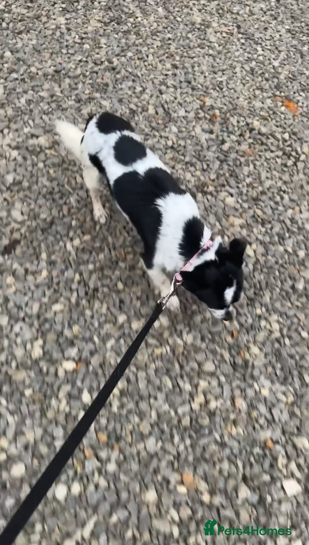 Chihuahua dogs for sale: Hi here is floky very friendly and play full  in Hayes - Image 7