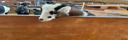 Goats livestock for sale: Pygmy kids for sale. Females and castrated males  - Advert 13