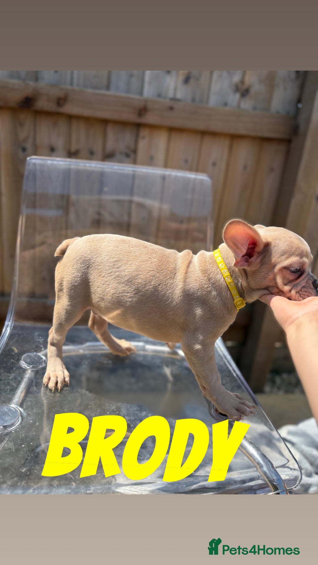 French Bulldog dogs for sale: French bulldog males left - Image 2