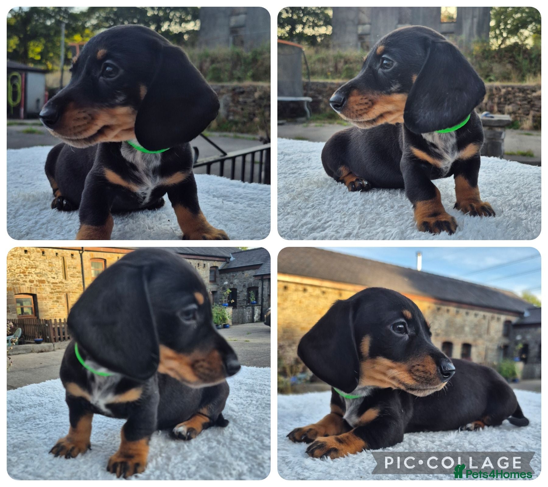 Miniature Dachshund dogs *LAST BOY* PRA CLEAR MINIATURE DACHSHUNDS - Advert 6