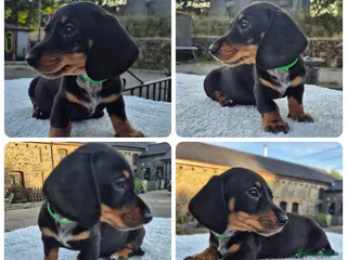 Miniature Dachshund dogs *LAST BOY* PRA CLEAR MINIATURE DACHSHUNDS - Advert 6