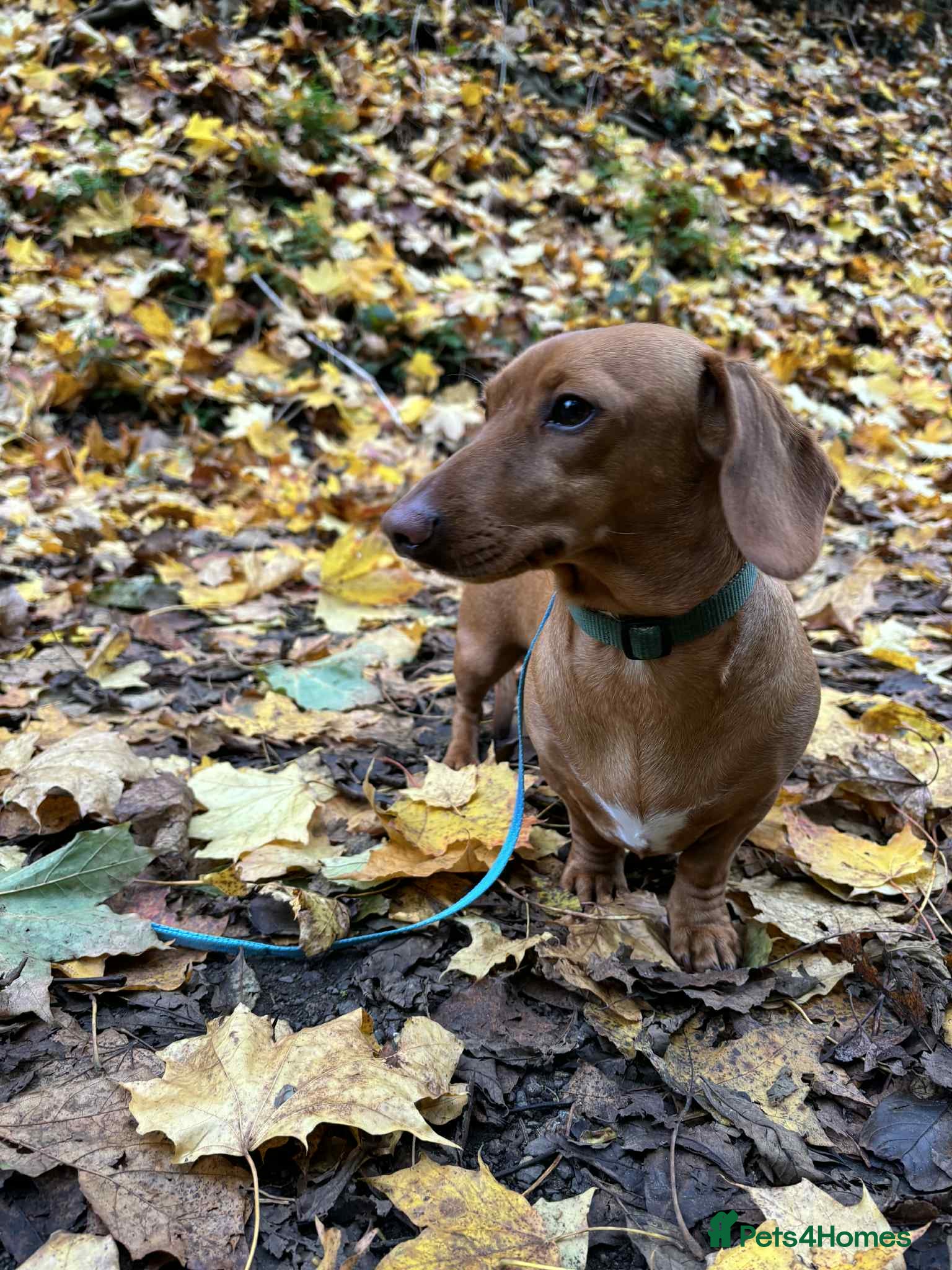 Miniature Dachshund dogs Proven mini dachshund stud - Advert 1