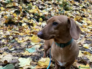 Miniature Dachshund dogs Proven mini dachshund stud - Advert 1